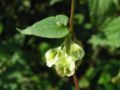 Fallopia dumetorum on the German island Hiddensee