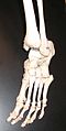 Kosti stopala aktualnog skeleta