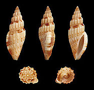 Gingicithara cylindrica, un Mangeliidae.