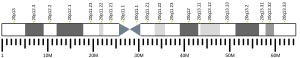 Chromosome 20 humain