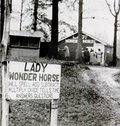 Panneau sur lequel est écrit "Lady Wonder Horse"