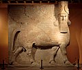 Taureau androcéphale colossal du palais royal de Dur-Sharrukin. Musée de l'Oriental Institute de Chicago.