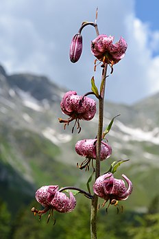 Inflorescence de lis martagon. (définition réelle 4 000 × 6 000)