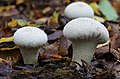 Image 30Common puffball (Lycoperdon perlatum) has a glebal hymenium; the interior is white when it is young, but as it matures, the interior becomes brown containing spores (from Mushroom)