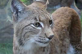 Eurasischer Luchs