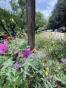 Mauve-purple Common Mallow.jpg