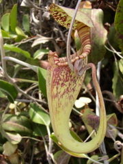 Nepenthes rafflesiana con gabián enrolado.