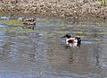 Northern Shoveler (Anas clypeata)