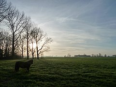 Middelste wierde