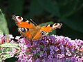 Peacock butterfly, Holy Isle