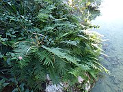 Pteris vittata from Antalya city in Turkey