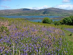 Bluebell field on Ulva