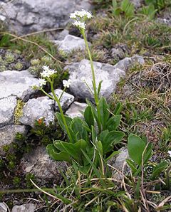 Description de l'image Valeriana saxatilis 2006.06.27 11.17.58-p6270149.jpg.