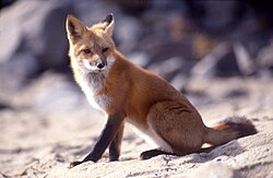 риђа лисица (Vulpes vulpes)