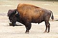 Bison bison athabascae