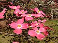 Cornus florida dogwood cultivar with pink bracts surrounding small flower cluster.