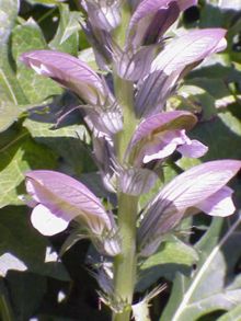 Akantus (Acanthus hungaricus)