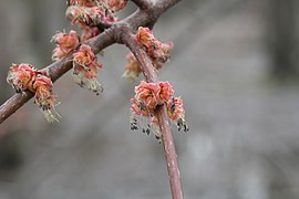 Acer rubrum 042.jpg