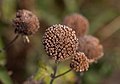 Image 86Bee balm seedhead