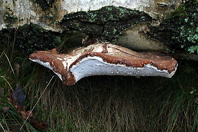 Berkenzwam (Piptoporus betulinus)