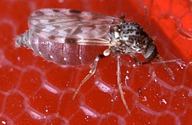 Culicoides sonorensis, un «mosquito» de la familia Ceratopogonidae