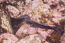 Blénidos (Ophioblennius atlanticus), franja marina Teno-Rasca, Tenerife, España, 2022-01-09, DD 30.jpg