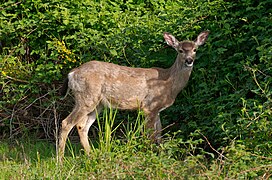 Odocoileus virginianus[104]​