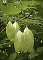 Plody klokoče trojlistého (Staphylea trifolia)