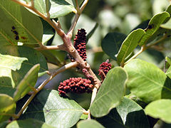 C. siliqua, male flowers