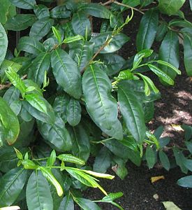 Camellia sinensis