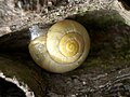 Garten-Bänderschnecke (Cepaea hortensis), rein gelbe Morphe