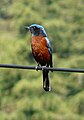 Chestnut-bellied rock thrush