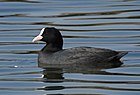 Fulica atra