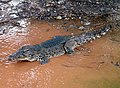 Cocodrilo cubano (Crocodylus rhombifer)