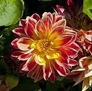 Dahlia x hortensis, jardín botánico de Tallinn, Estonia, 2012-08-13, DD 01.JPG