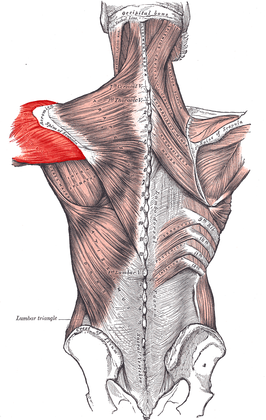 Achterzijde van de musculus deltoideus