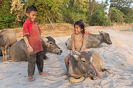 Domesticated buffaloes on the beach in Laos.jpg