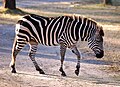 Bergzebra? (Disney's Animal Kingdom Lodge, haben auch Steppenzebras)