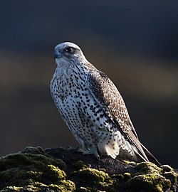 Medžioklinis sakalas (Falco rusticolus)