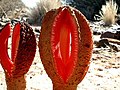 Hydnora africana, čeleď Hydnoraceae