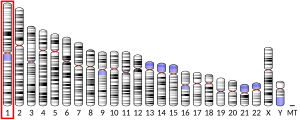 Chromosome 1 humain