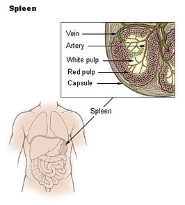 Situering van de milt in het menselijk lichaam