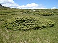 Juniperus communis subsp. alpina, í Vitosha, Búlgaríu