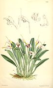 Masdevallia ionocharis