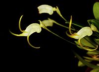 Masdevallia ophioglossa