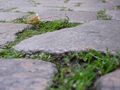 Vegetation between stones, Flora of cobblestones