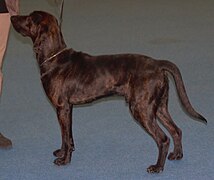 Plotthound-brindle1.jpg