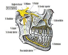 Ramos Alveolares.jpg