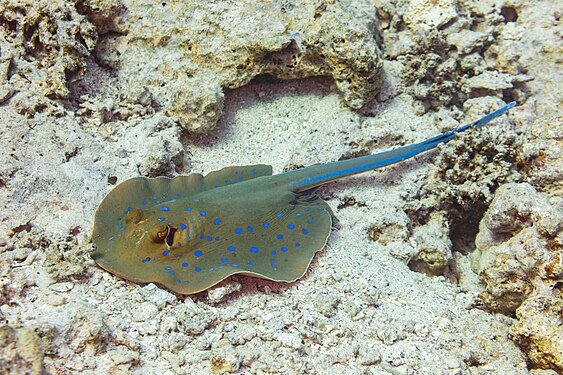 Bluespotted ribbontail ray (Taeniura lymma), Red Sea, Egypt.