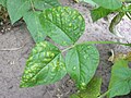 Uromyces appendiculatus var. appendiculatus (nl: Roest op stoksperzieboon)